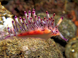 Nudi by Paul Ng 